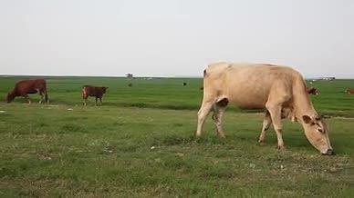 洞庭湖湿地牛在吃草视频的预览图